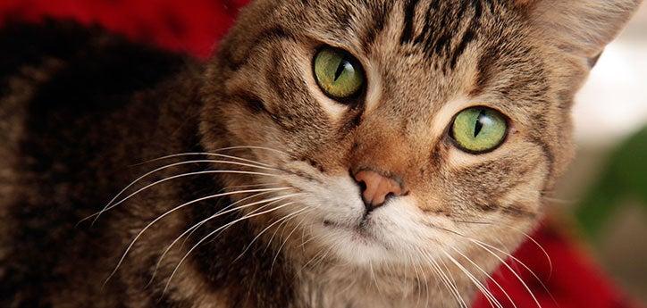 up close on the face of a neutered tabby cat