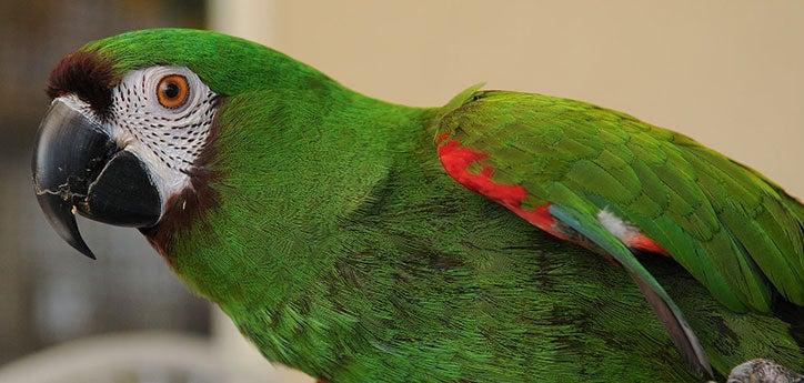 side-angle view of a green parrot who was available for adoption