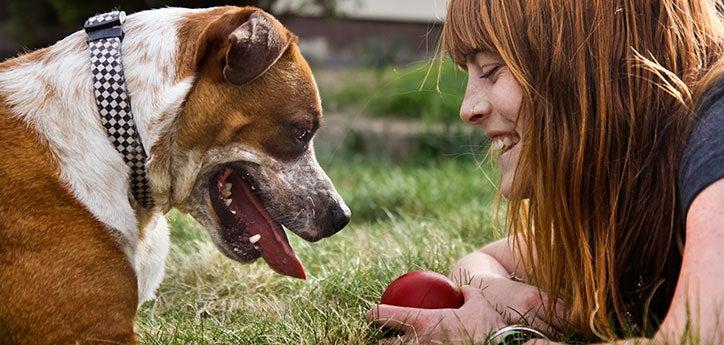 Woman teaching a dog basic dog training commands using treats