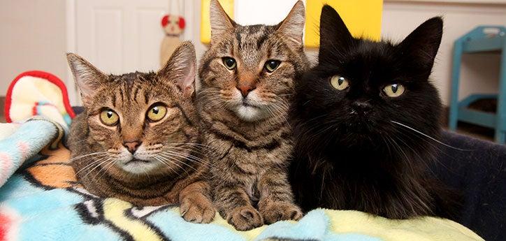 three cats lying together on a blanket