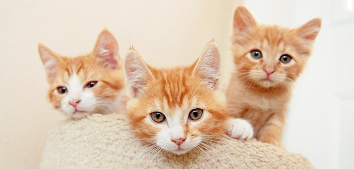 three orange kittens in a row looking straight ahead