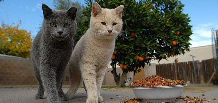 Two community cats are standing next to a bowl of food. Ear tipping shows the cats have been spayed or neutered.