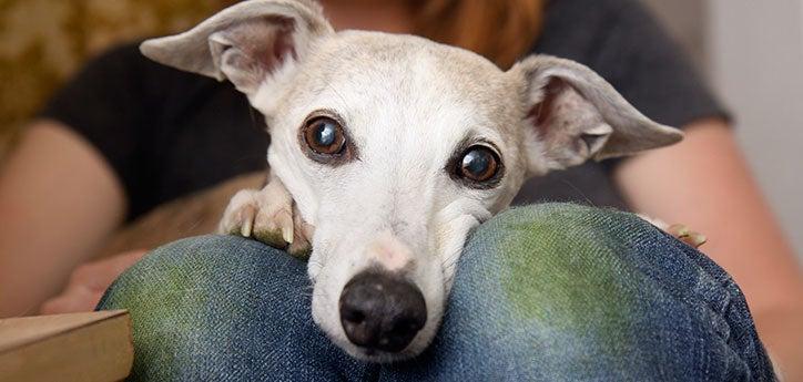 White greyhound resting on person's lap