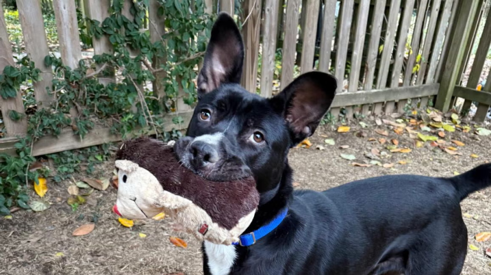 Dog with toy in mouth