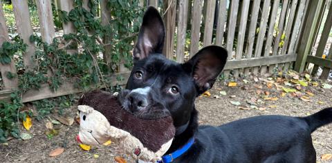Crickett, uno de los muchos perros en Jeffersonville Animal Shelter que se benefició de un programa enfocado en encontrar hogares temporales para perros grandes