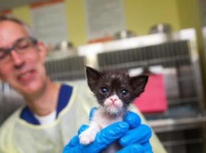 Person holding a tiny kitten in their hands while wearing gloves
