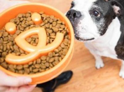 Dog sniffing orange food bowl