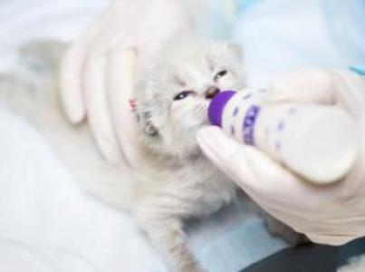 Neonatal kitten being bottle fed by a caregiver