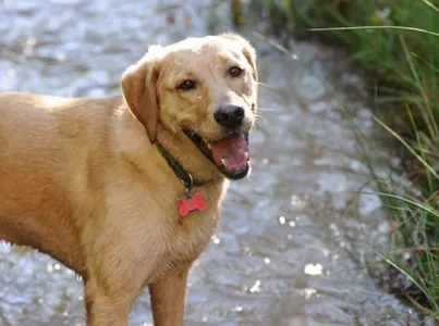Smiling dog standing in a creek in the shade