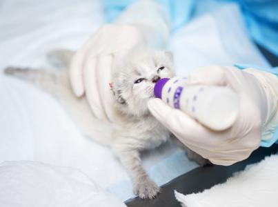 Person bottle feeding a neonatal kitten in Salt Lake City kitten nursery