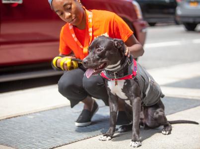 Volunteer walking an adoptable dog in SoHo in New York City