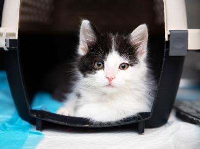 Fuzzy kitten laying down inside a travel pet carrier