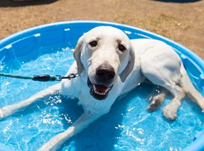 White dog lying in a blue kiddie pool filled with water
