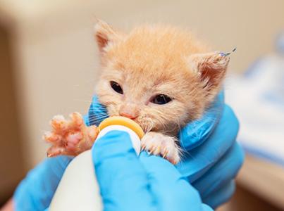 Person's gloved hands bottle feeding a neonatal cream colored kitten