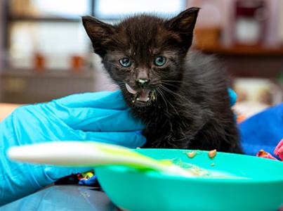 Black kitten being held by gloved hands and eating gruel from a green bowl