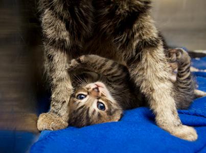 A kitten and cat play wrestling