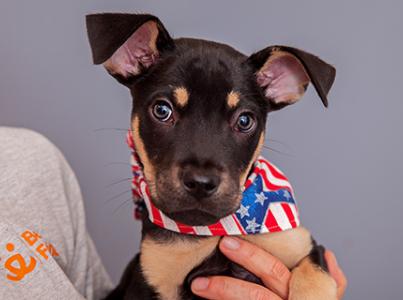 Person holding a puppy wearing a red, white and blue bandanna