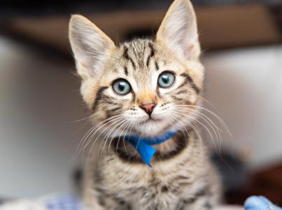 Tiny kitten sitting on a fuzzy blanket