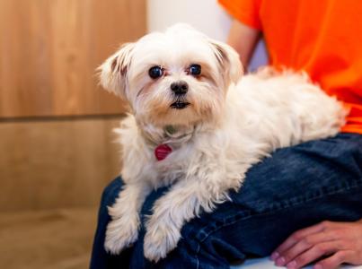 Small white Maltese dog sitting in a person's lap 