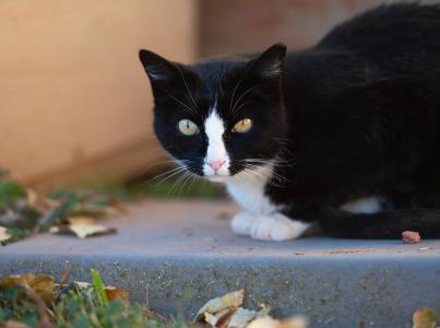 Black and white community cat with an ear-tip