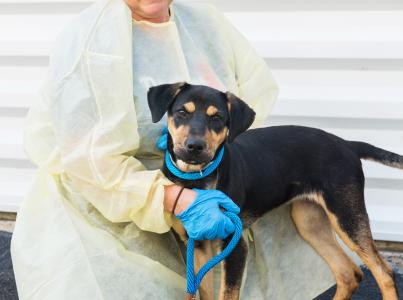 Person wearing a protective gown and gloves with a dog