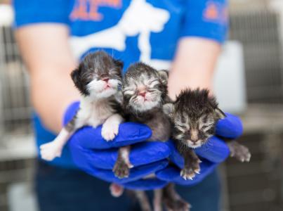 A person's gloved hands holding three neonatal kittens
