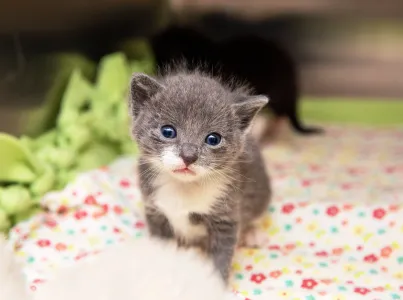 Tiny kitten on a fuzzy blanket