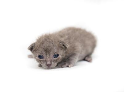 2–4 week old kitten