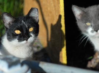 Black and white and gray and white community cats with ear-tips