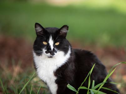 Black and white community cat with an ear-tip