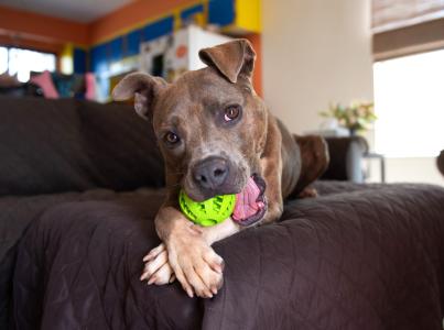 Dog relaxing on a couch while chewing on a dog toy