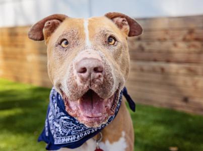 Large brown dog wearing blue bandana yard