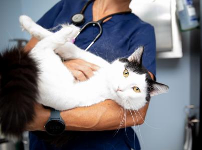 Veterinary staff holding a fuzzy cat in their arms