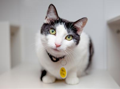 Black and white cat looking directly to camera