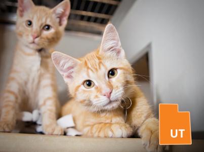 Two orange kittens in shelter