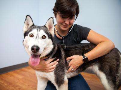 Veterinary staff examining a happy dog