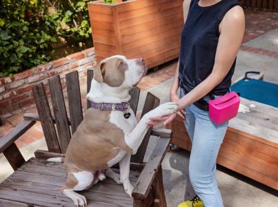 Dog with paw in the hand of a person who has a treat pouch