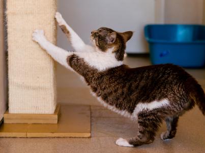 Cat scratching a vertical cat scratcher
