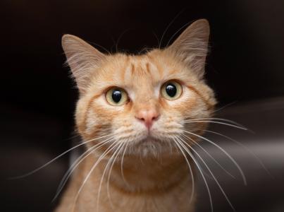 Orange tabby cat with dark background