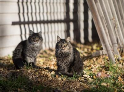 Two community cats