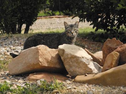 Community cat behind rocks