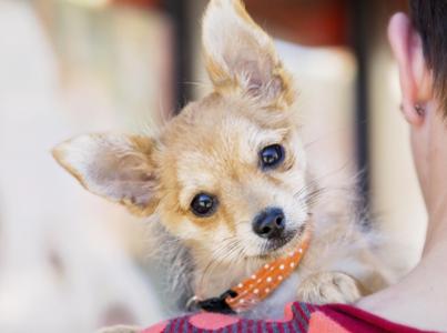 Person holding a small dog while hugging them