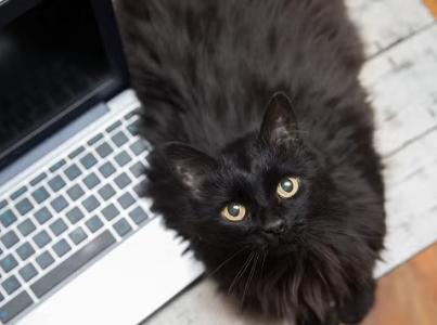 Cat standing on laptop stares up at camera.