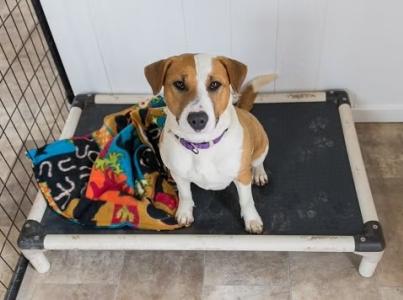 Dog sitting on shelter bed