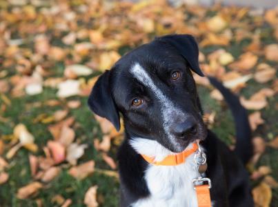 Dog in fall leaves tilting head at camera.