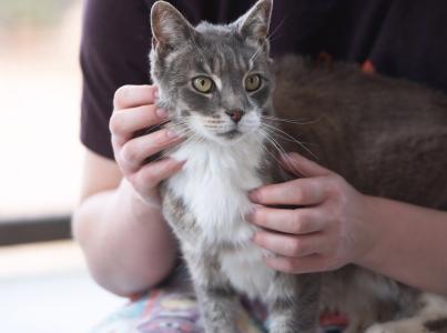 Person laying on the floor and petting a cat
