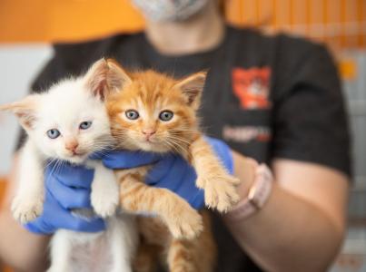 Shelter working holding up two kittens