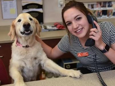 Shelter administrator at a desk on the phone, with a dog standing next to her.