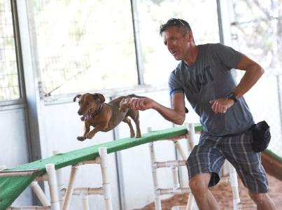 Dog agility training
