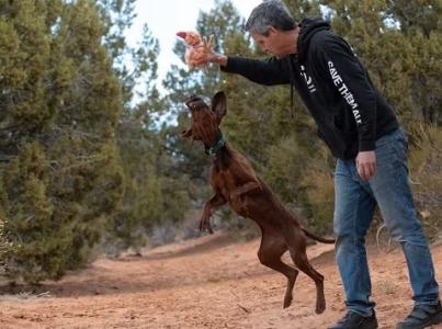 Man playing with jumping dog outside.